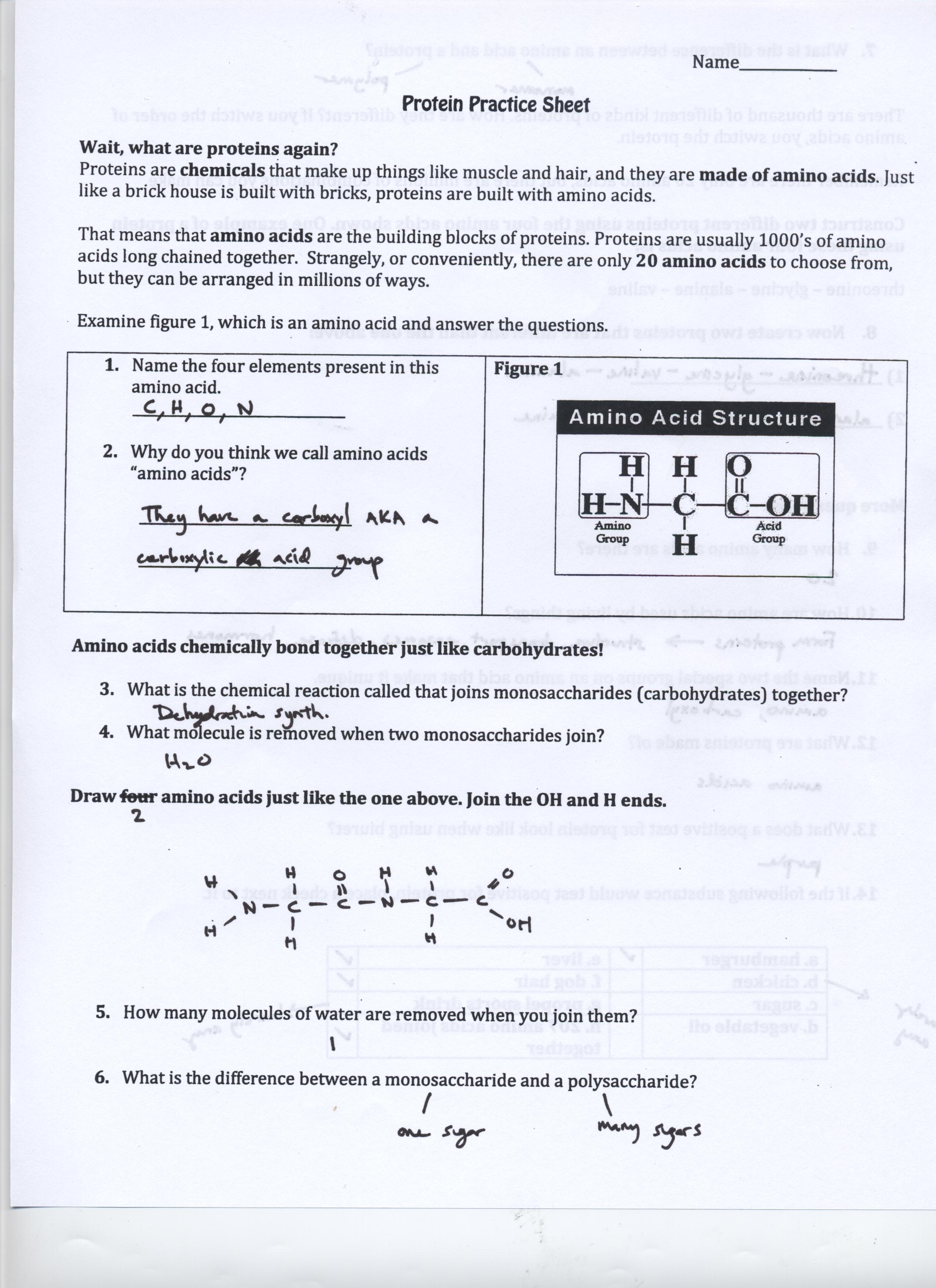 Protein Structure Pogil Answer Key Ebook 80 Off Images ...